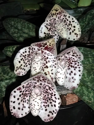 Bild von Paphiopedilum bellatulum 2